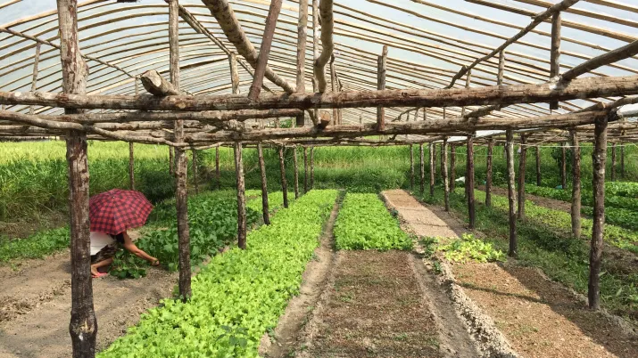 Laos agriculture