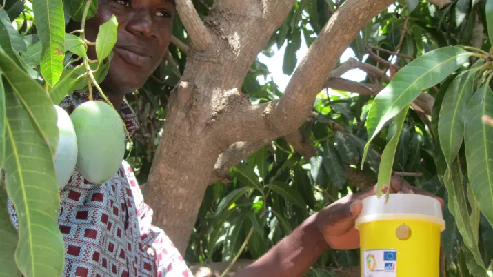 crops, woman, Africa, insects