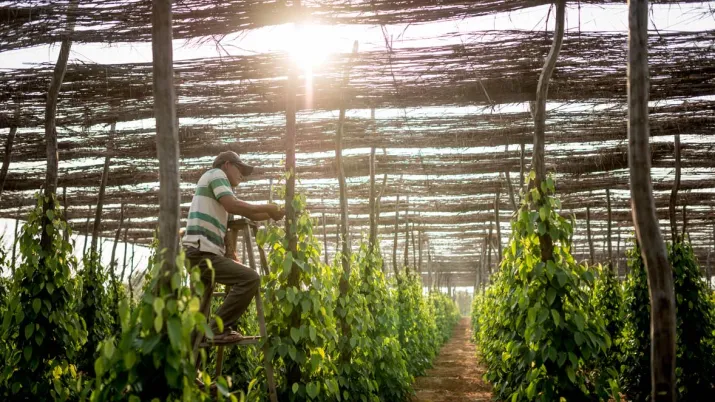 production poivre Kampot, Asie, agriculture