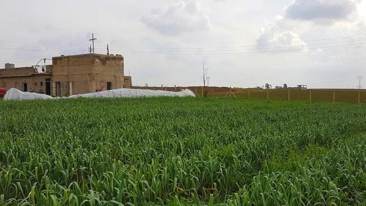 Contribuer au redémarrage des activités économiques agricoles dans le gouvernorat de Ninive