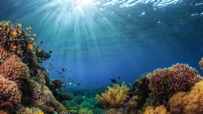 Kiwa Initiative, AFD, biodiversity and climate change adaptation in the Pacific