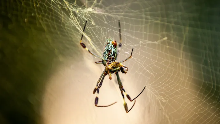 araignée biodiversité Mexique AFD nature écosystèmes