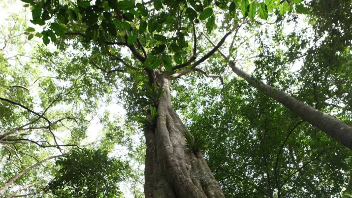 Appel à manifestations d’intérêt (AMI) de recherches sur l’« intégration transversale (mainstreaming) de la biodiversité dans les secteurs économiques »