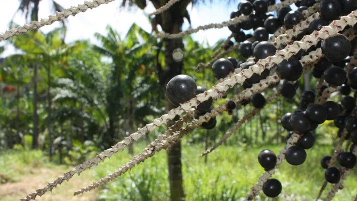 L’AFD et ses partenaires soutiennent le développement de l’agro-industrie guyanaise