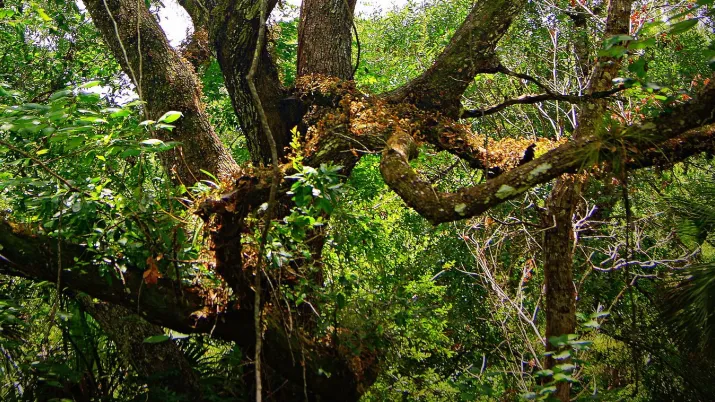 Forêt en Turquie