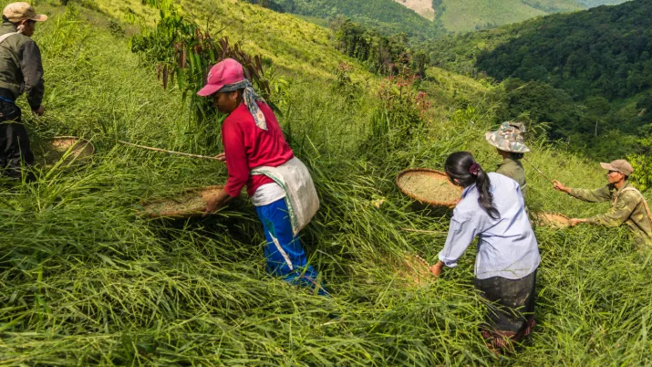 Laotiens semant des graines fourragères 