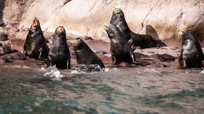 Mexique, lions de mer