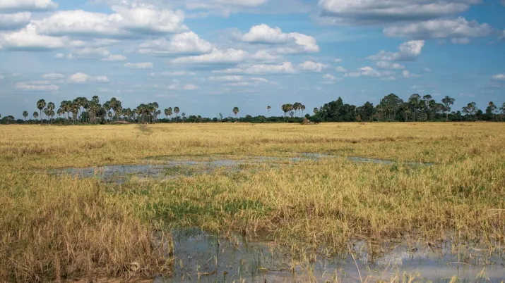 Rizière de Kampong Thom © Morgan Havet / Hanuman Films