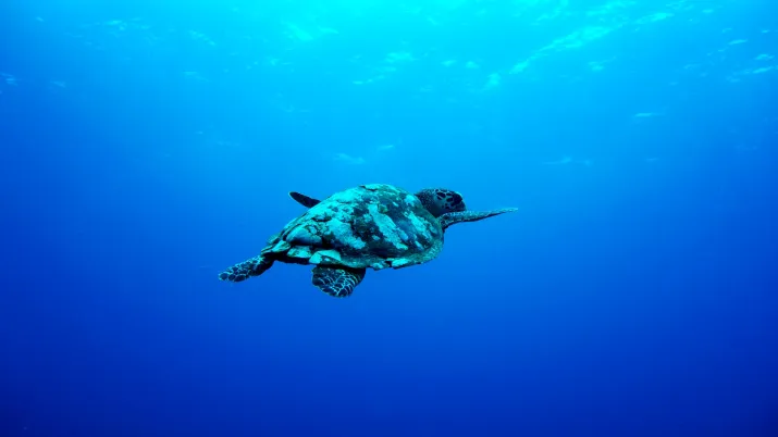 Tortue en Indonésie