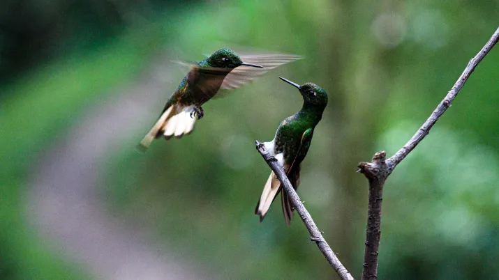 Colibris en Colombie