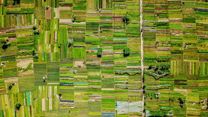 Paysage agricole au Vietnam