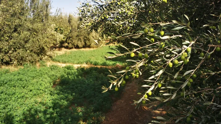 paysage agroécologie orientale olives