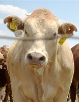 video fumier énergie verte AFS