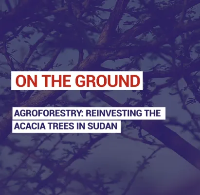 Agroforestry: reinvesting the acacia trees in Sudan