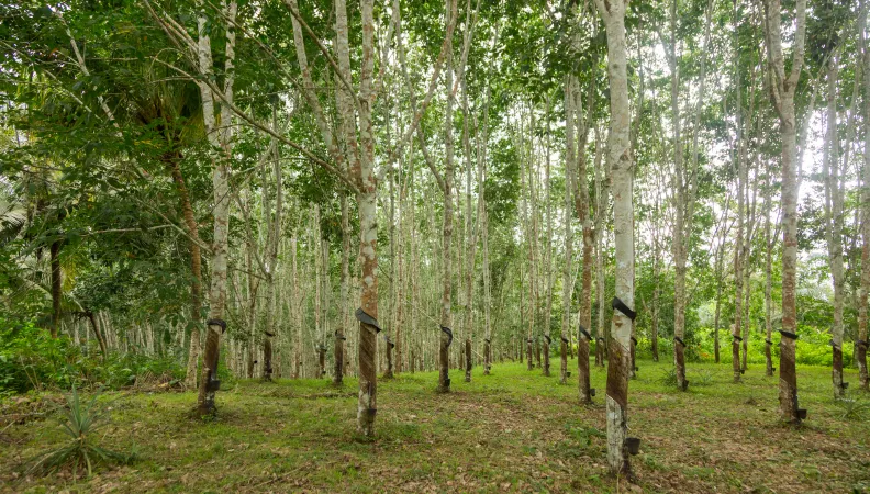 Développer la culture d'hévéas pour réduire la pauvreté en milieu rural