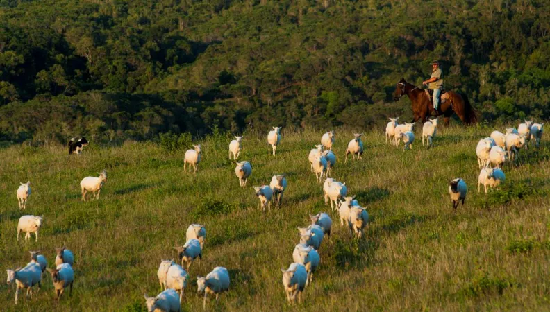 bétail, ranch, nature, paysan, agriculture, Nouvelle-Calédonie