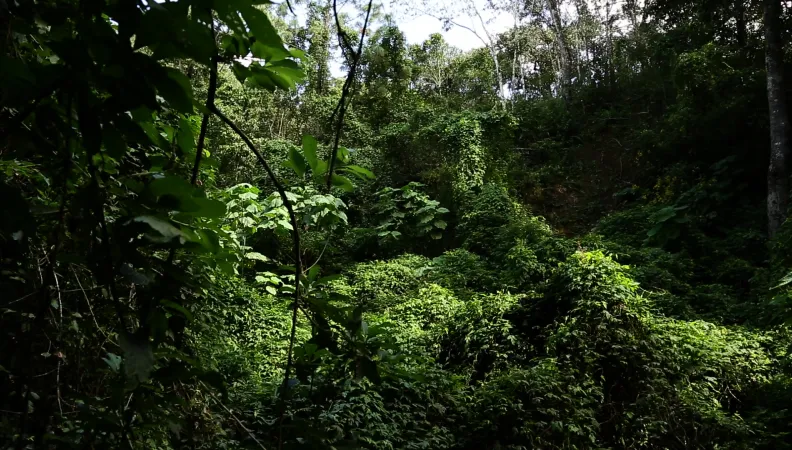 Préserver la forêt mexicaine, un nouveau mode de gestion du territoire - Image - 