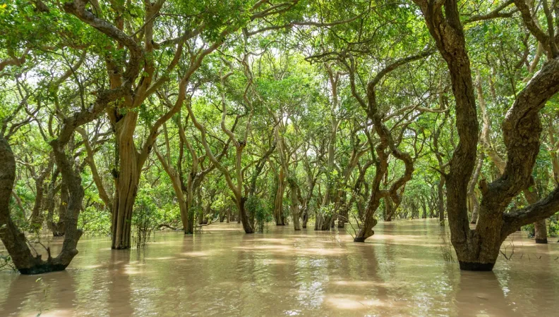 Mangrove