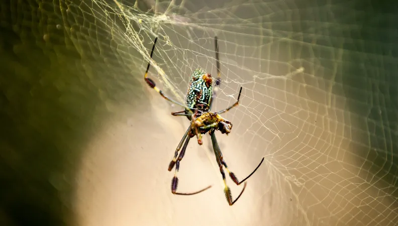 araignée biodiversité Mexique AFD nature écosystèmes