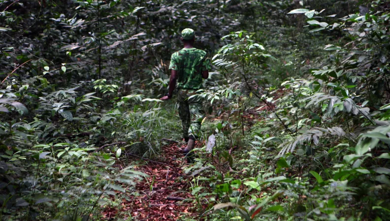 Gabon, braconnage, forêts