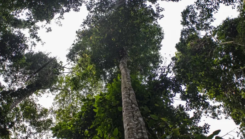 https://www.afd.fr/fr/dossier-forets-AFD