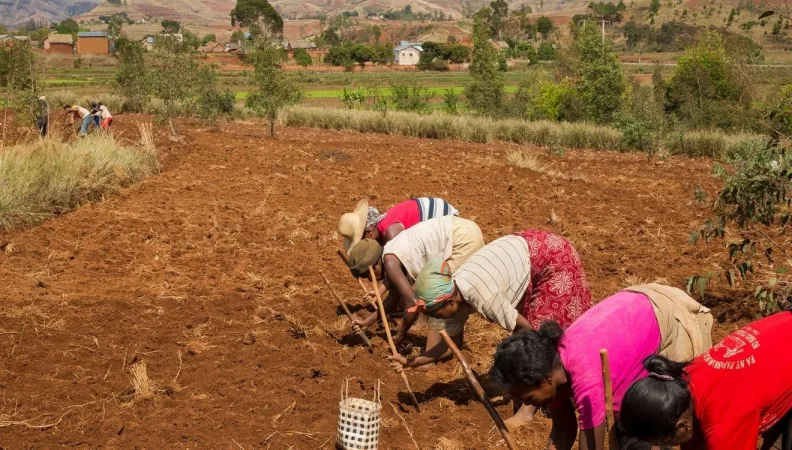 Madagascar agriculture