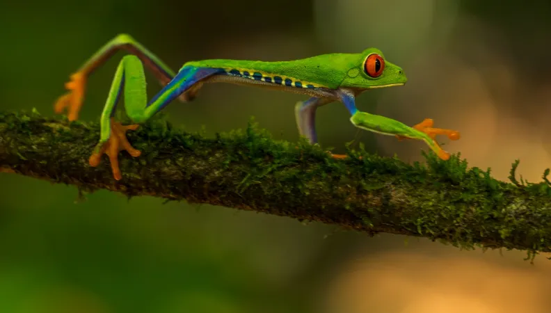 Grenouille verte