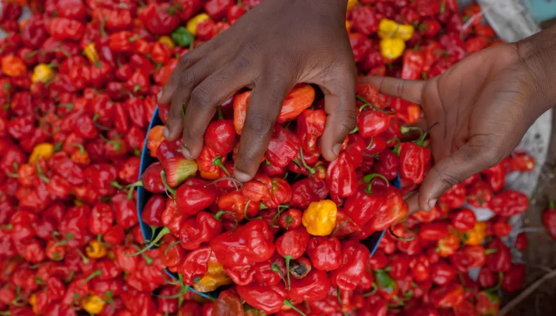 Agriculture au Cameroun