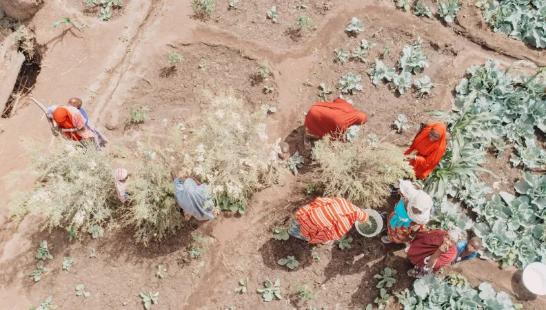 récolte agriculture Niger Afrique femmes