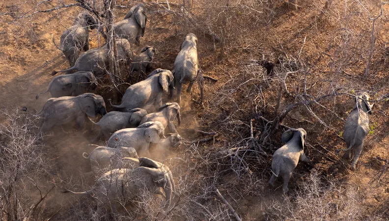 elephants Mozambique
