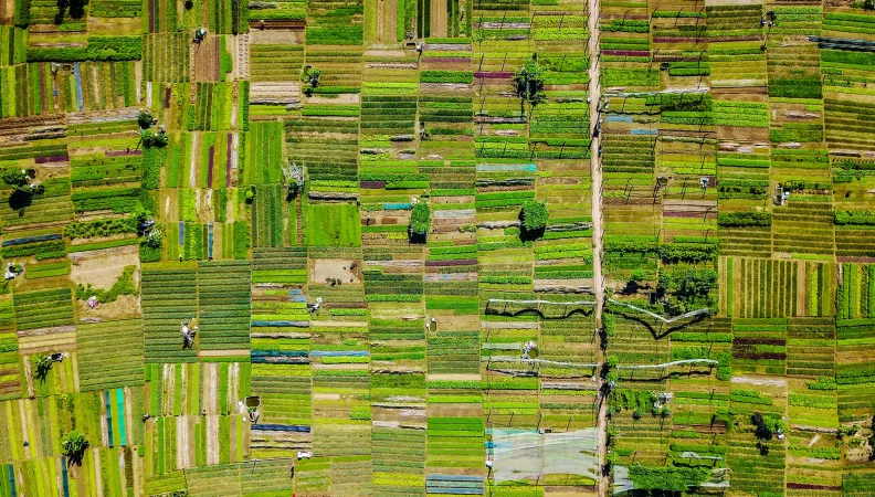 Paysage agricole au Vietnam