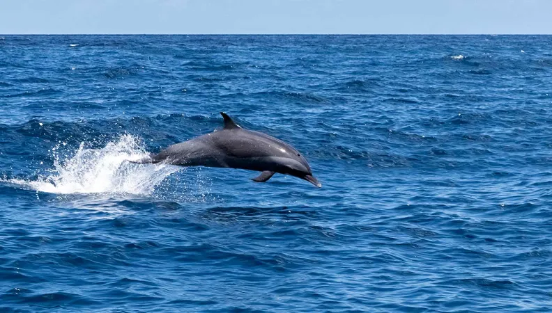 biodiversite dauphin carbet martinique