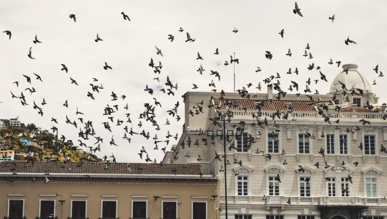 Oiseaux à Quito, Equateur