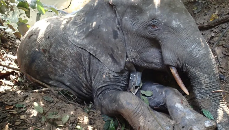 sauvegarde elephants biodiversite gabon afd