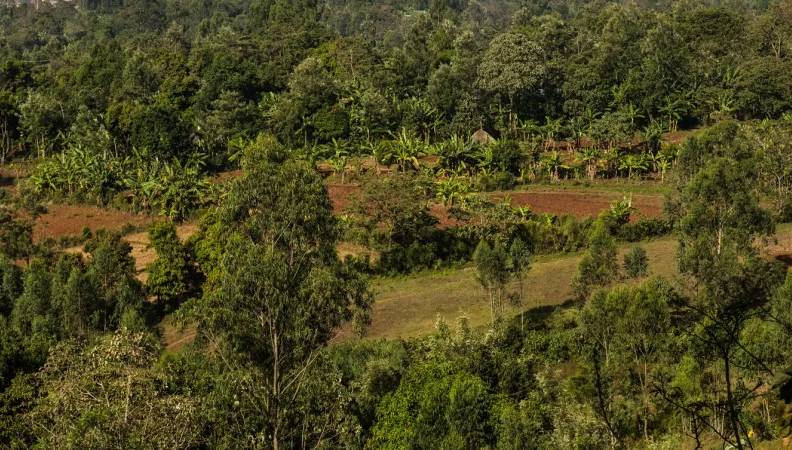le projet vise à améliorer l'intégrité et la gestion à long terme des ressources naturelles et de la biodiversité dans le parc national de Mazé.