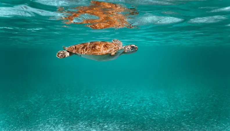 Tortue nageant dans la mer.