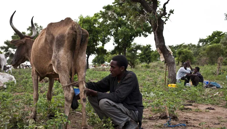 La mise en valeur de l’impact économique de l’agropastoralisme permettra de faire évoluer positivement la perception de l’élevage au niveau local et d’apaiser les conflits en favorisant le dialogue.