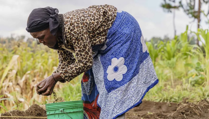 Agriculture Tanzanie