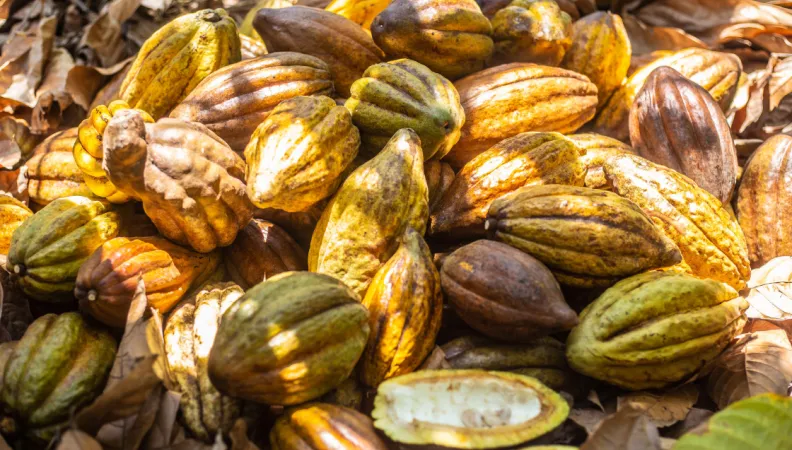 Fèves de cacao.