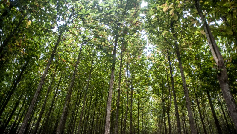 Proparco Mexique Plantations forestières Proteak