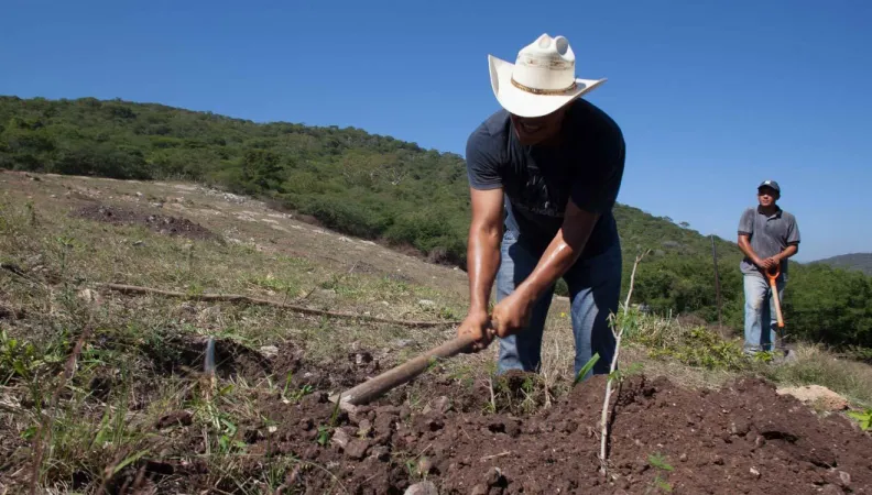 Un agriculteur travaille dans un champ.