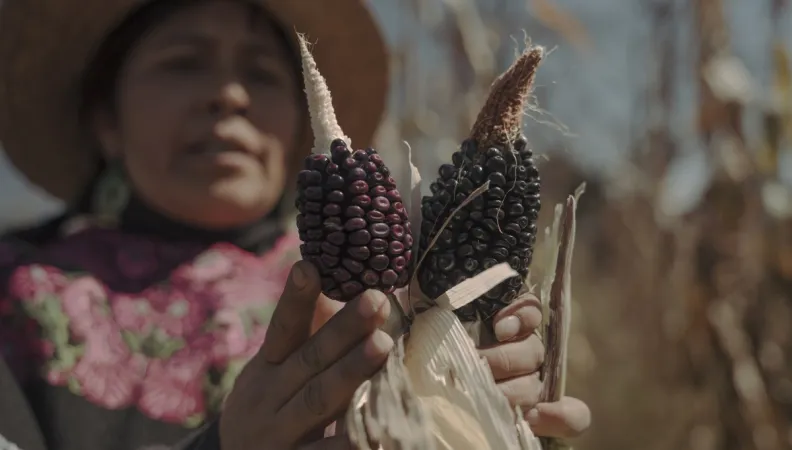Agriculture Mexique