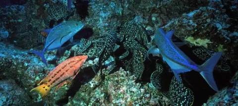 ocean peche proteger mer
