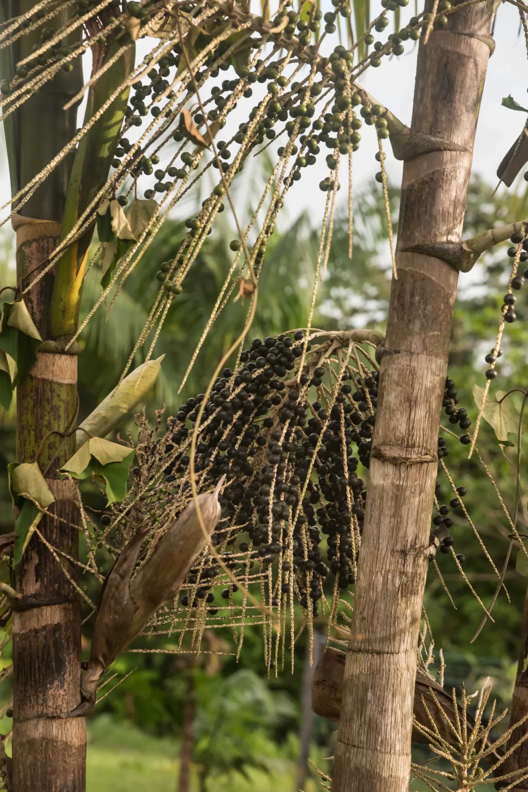 Plante, açaï, Guyane, Amazonie